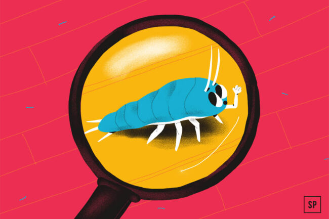 Illustration eines blauen Insekts mit Fühlern, das durch ein Vergrößerungsglas gesehen wird und mit dem Beinchen wedelt, vor einem roten und gelben Hintergrund - perfekt für den Unterricht über Silberfische und was tun im Schlafzimmer.