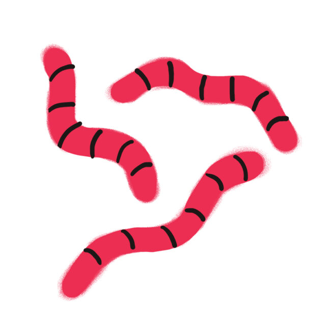 Drei einfache, rosa, wurmartige Formen mit schwarzen Streifen, gezeichnet auf weißem Hintergrund. Die Illustration hat einen weichen, strukturierten Look und einen minimalistischen Stil.