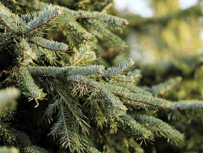 Nahaufnahme von grünen Kiefernzweigen mit dichten, nadelartigen Blättern. Das Sonnenlicht hebt die Textur der Nadeln und der weichen Flachsblätter hervor und verleiht der Szene ein frisches, natürliches Aussehen.
